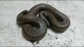 Rare sand boa snake that's almost on its verge of extinction is rescued and deep woods in south india
