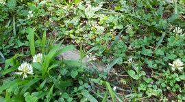 A Small Bee Desperately Looking For Pollen On Flowers