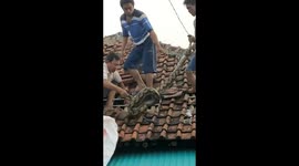 4 meter python caught on the roof of a resident's house
