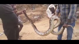 Huge 10-foot-long python removed from farmer's field in southern India