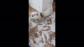 This naughty cockapoo couldn't care less that it destroyed its owner's bean bag