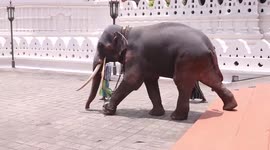 Elephant bows down in temple in Sri Lanka