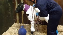 UK vets battle to save life of 7-week-old baby horse with horrific burns