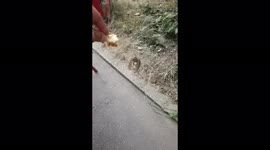 a sparrow in super slow motion footage flies towards food.