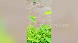Brave youngsters rescue goat swept away in gushing river