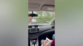 Hurricane Grace uproots trees during storm in Mexico