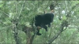 Bear stuck in tall tree rescued and released by officials in southern India