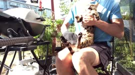 Do Bengal Cats shed? What it is like to groom a bengal cat with grooming glove