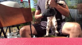 Albus the Bengal cat gets groomed by his owner using a grooming glove.