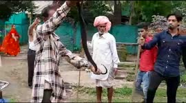Locals haul 5-foot-long cobra from deep well in northern India