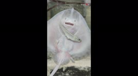 Cute aquarium ray wins fans by struggling to eat his meal