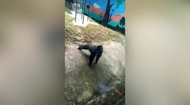 Chimpanzee that mimicked keeper cleaning hands now copies tourist doing push-ups