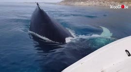Pod of humpback whales swim underneath tour guide's boat in 'lucky' close encounter