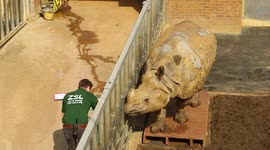UK’s largest zoo puts 9,500 animals on scales for annual weigh-in – including rhinos and butterflies