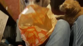 Funny moment when Dog gets donut bag stuck on head and walks off