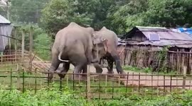 Terrified residents watch as wild elephants do battle metres from their village homes