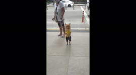 FUN DOG IN Ortigas Center . He CAN STAND FOR LONG TIME