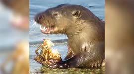 Watch this hungry sea otter tucking into a crab