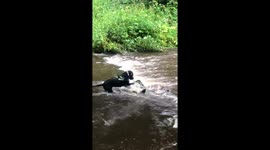 Not your usual size stick that a dog usually plays with