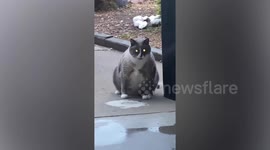 Chubby Canadian cat looks like a bouncing basketball as it tries to vomit grass