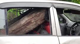 Teak logs worth $90 seized in central India