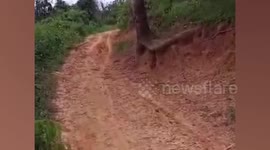Wild python swallows COW before its stomach bursts and dies