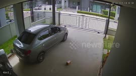 Pet tortoise escapes from home by pushing open metal gate