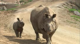 Watch the moment rhino calf explores her new surroundings at San Diego Zoo
