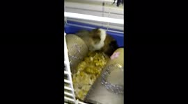 Guinea pigs just born 1 week old she's such a good mommmatoday