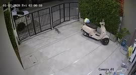 Sprinting pet cat rescued after head gets stuck in automatic gate in Thailand
