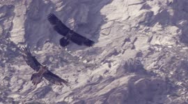 Slowmo: Stunning footage show two majestic vultures fighting above Swiss Alps