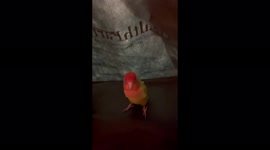 Living squeaky toy! Excitable lovebird jumps around and squeals like mad