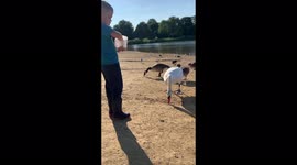 My 2 year old son got a bit too close to a swan, who took his fingers for food!