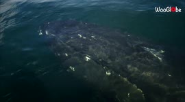 'Tourists' INSANELY CLOSE ENCOUNTER with a Curious Humpback Whale Near Vancouver Island'