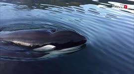 Surprise appearance by playful killer whale leaves tourists amused