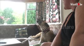 Adorable rescue dog loves singing along with owner