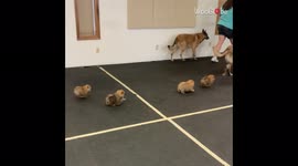 Adorable Pomeranian puppies meet Belgian Malinois for first time in heartwarming video