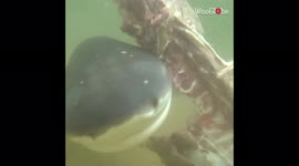 Graphic footage shows sevengill sharks feasting on deer carcass in New Zealand