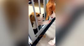 Puppies share food with mother through gate after being fed by owner