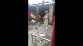 Hungry monkeys raid Indian home and refuse to leave until they're fed bananas
