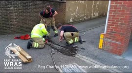 Heroic firefighters dig a hedgehog out from a car park drain in East Sussex, UK