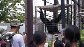 Humans go ape over screaming gibbon who has been featured on Japanese TV