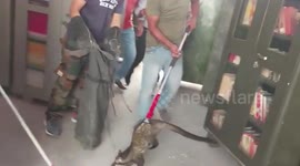 CORRECTION: Panic as civet cat enters north Indian college before being rescued and released
