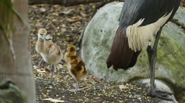 Watch these crowned crane chicks practise standing on 1 leg