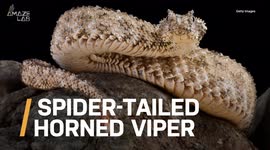 Beware of This Really Scary Snake That Has a Spider for a Tail!