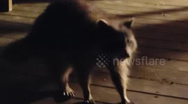 Sneaky little raccoon seems oblivious to human company while gobbling up dogfood off cottage deck