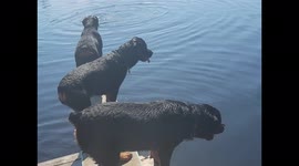 Rottweiler family returns to the lake and mama has forgotten how to swim!
