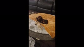 4 WEEK OLD Rottie pup shows how you look when you should be getting up but are just too exhausted !