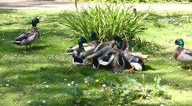 Gang of male mallard ducks