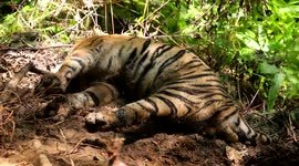 Three Endangered Sumatra Tiger Died Entangled in Aceh